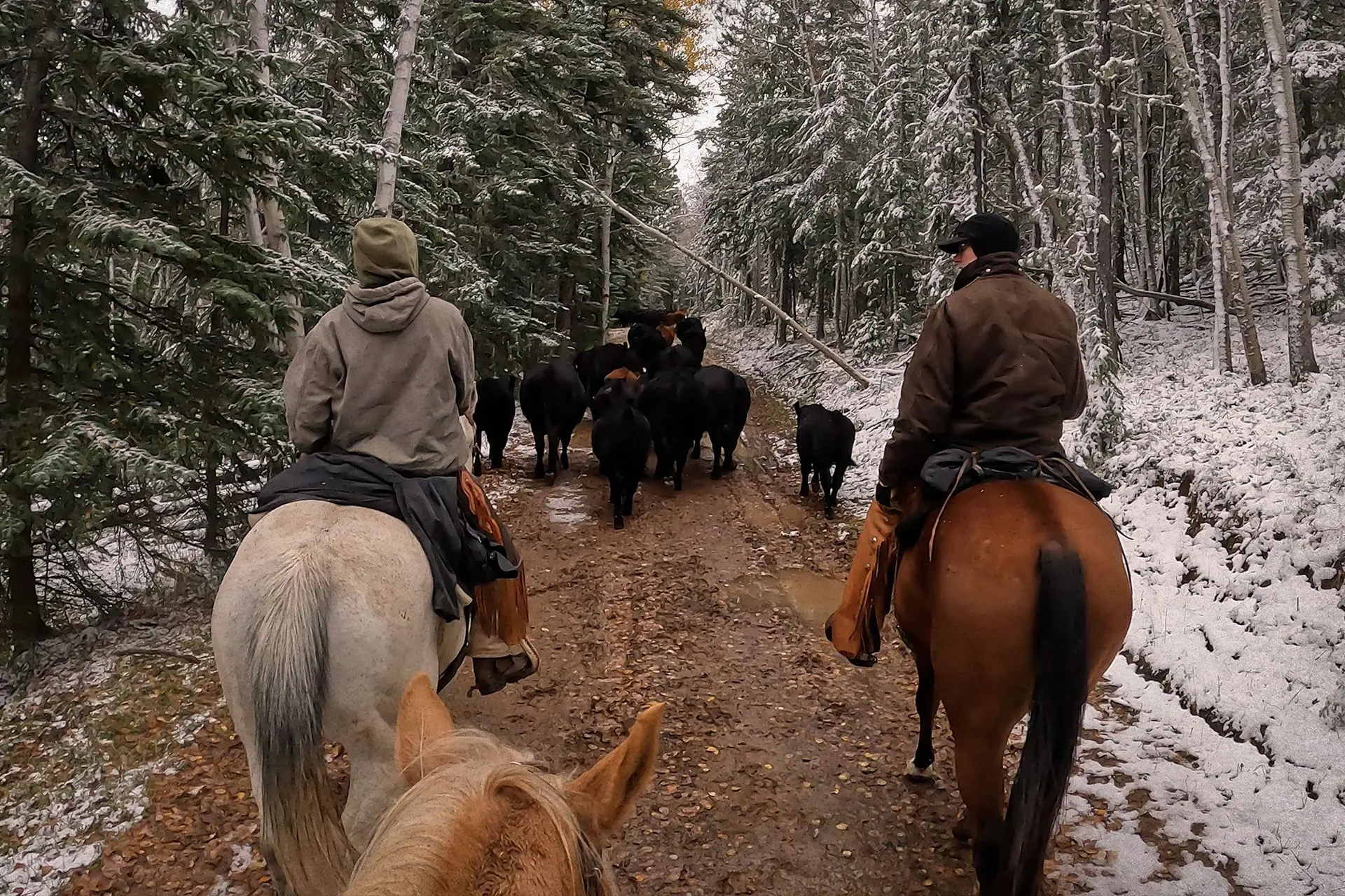 Sleep Ranch moving cattle